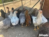 Ameraucana — 2. fotó