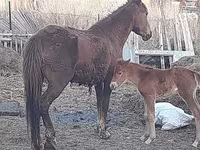 Yegua, Horse breed — foto 6