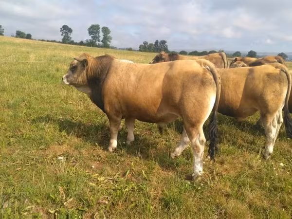 Bika, Aubrac cattle