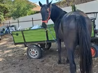 Caballo, Caballos — foto 4