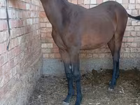 Kůň, Manipuri pony — foto 2