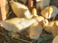 Ducks — 照片 1