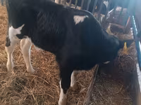 Byk, Simmental cattle — zdjęcie 2