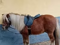 घोड़ा, Shetland Pony — फ़ोटो 1