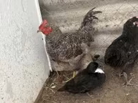 Chickens — Foto 5