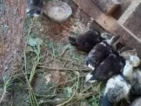 Ducks — Foto 2