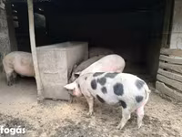 猪（批次，未指定性别）, Pigs — 照片 1