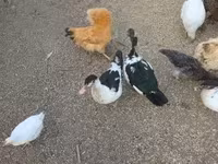 Ducks — photo 4
