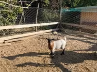 母山羊, Dutch Landrace goats — 照片 2
