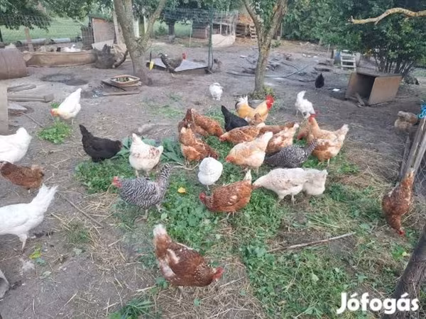 Chickens