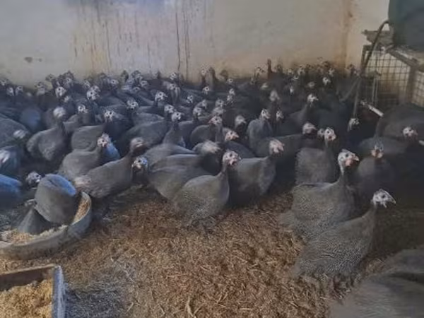 Guinea fowl — Magyarország