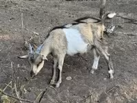 Kozioł, Kozy — zdjęcie 1