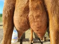 母山羊, Goats — 照片 3