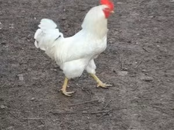 Chickens