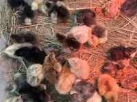 براهما — الصورة 6