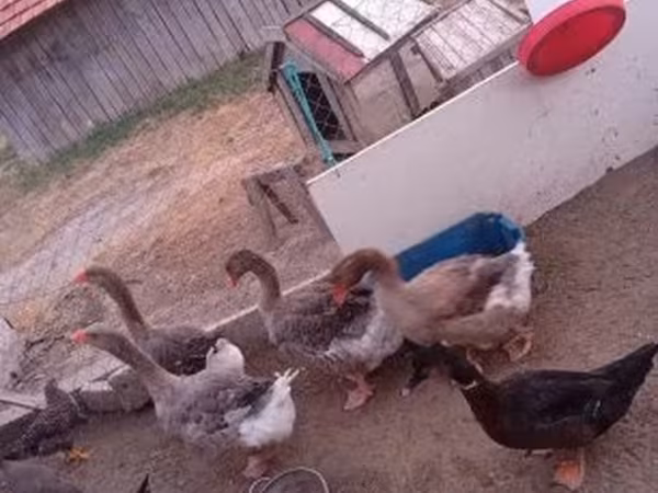 Geese — 匈牙利