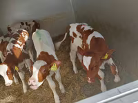 公牛, Simmental cattle — 照片 1