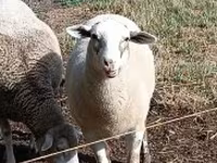 Sheep, Sheep — photo 2