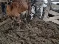 Bode, Cabras — foto 1