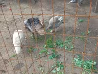 Geese — الصورة 3