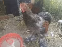 Brahma — 3. fotó