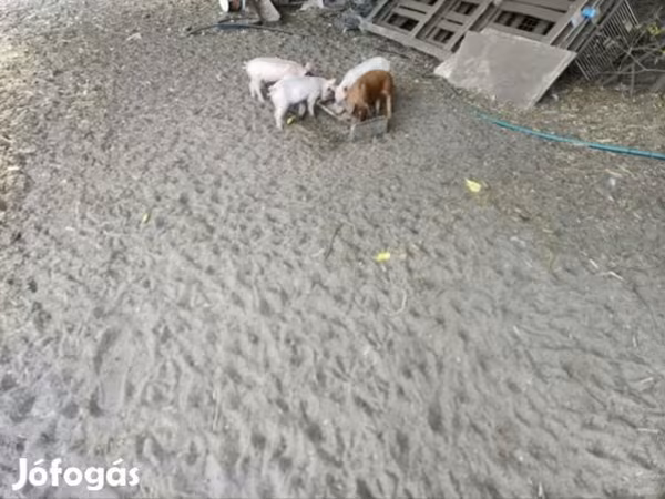 公猪, Дюрок