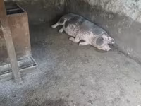 Schweine (Partie, Geschlecht nicht angegeben), Schweine — Foto 2