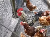 Chickens — الصورة 2