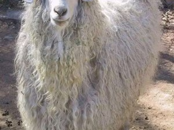 Kecskék (tétel, nem megadva), Angora goats