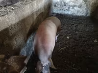 Boar, Pigs — photo 1
