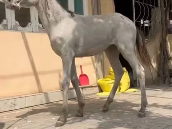 Lovak (tétel, nem megadva), Kyrgyz Horse