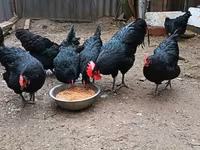 Australorp — 6. fotó