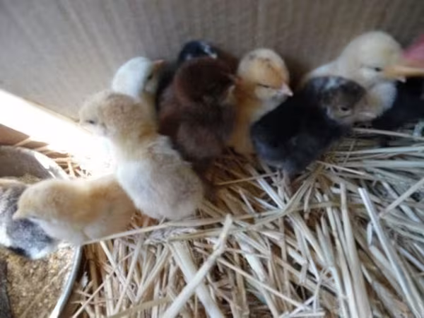 Chickens