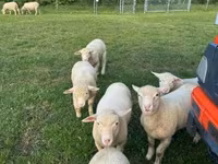 Schaf, Ile-de-France sheep — Foto 7