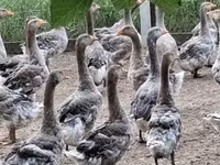 Geese — الصورة 1