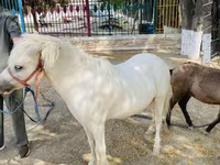 Lovak (tétel, nem megadva), Australian Pony — 4. fotó