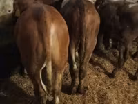 Bulle, Simmental cattle — Foto 4