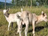 公山羊, Goats — 照片 4