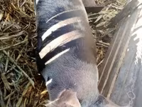 Süldőanya, Sertések — 3. fotó