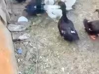 Ducks — photo 2