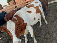 Vaca, Swiss cattle — foto 7