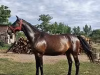 母马, Nonius horse — 照片 1
