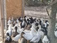Ducks — Foto 1