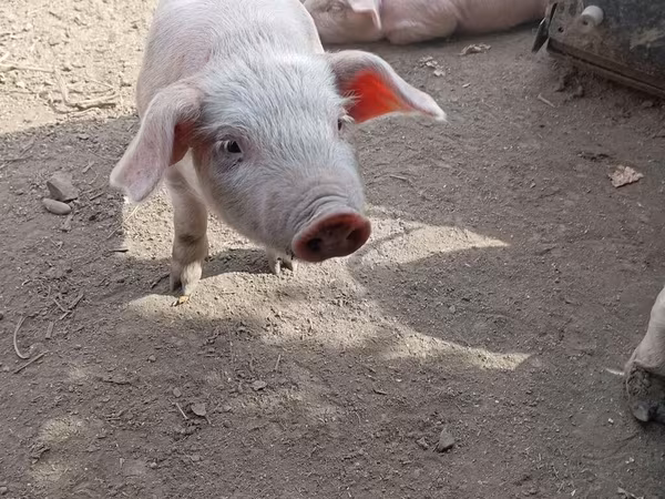 Boar, Крупная белая