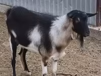 公山羊, Goats — 照片 1