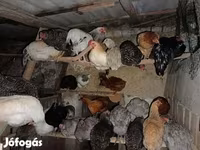 Chickens — Foto 2