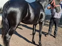 公马, Friesian — 照片 1