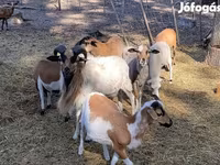 Kos, Cameroon sheep — 1. fotó