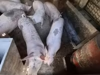 猪（批次，未指定性别）, Pigs — 照片 2