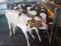 Touro, Simmental cattle — foto 5